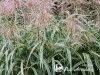 Miskantas kininis ,Cosmopolitan' (lot. Miscanthus sinensis) Miskantas kininis ,Cosmopolitan' (lot. Miscanthus sinensis)